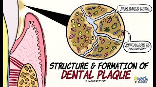 Dental Plaque Structure and Formation [upl. by Ainak655]