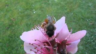 osmie butinant sur fleur de pêcher par André Lequet wwwinsectesnetfr [upl. by Eurd]