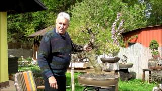 INTERNATIONAL BONSAI ACADEMY with Walter Pall  Episode XIII  Difficult Fagus sylvatica [upl. by Rosati]