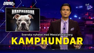 Svenska nyheter – Kamphundar [upl. by Ydorb710]