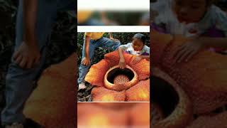 worlds largest flower Rafflesia arnoldii  monster flower [upl. by Claudette]