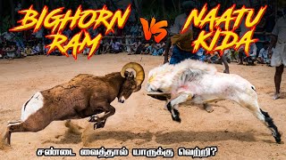 Mouflon vs Nattu Kida in Tamil  மஃப்லான் vs நாட்டு கிடா  savage point  Fantasy Battle in Tamil [upl. by Gillette]