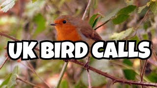 Learn to Identify 12 UK Bird Songs A Beginners Guide [upl. by Norraf]