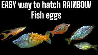 Easy way to hatch rainbow fish eggs and raise the fry [upl. by Northrop]