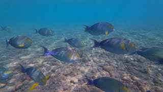 Snorkeling Hanauma Bay Oahu Hawaii DJI Action 4 101724 [upl. by Amiarom]