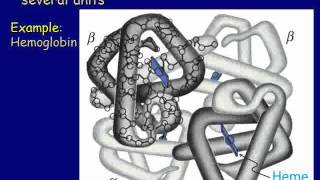 Amino Acids Peptides Proteins and Nucleic Acids [upl. by Kcirdaed]