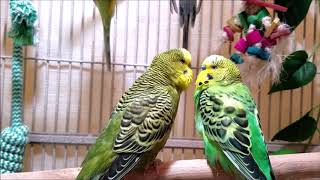 200 Min Budgies Chirping Parakeets Sounds Reduce Stress  Relax to Nature Bird Sounds [upl. by Lekkim]