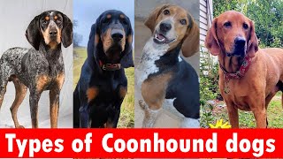 6 Types of Coonhound dog breeds  Types of Coonhound dogs [upl. by Aline]