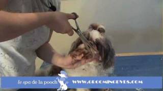 How To Groom A Shih TzuTrim The Dogs FaceCut Around Eyes on Flat Face Dog [upl. by Denn]