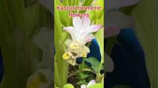 Kasturi turmeric flower kasturiturmericflower wildturmeric kasturipasupu terracegarden [upl. by Sallad203]