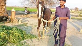 Horse first time Meeting Successfully Horse Meeting Complete [upl. by Machos821]