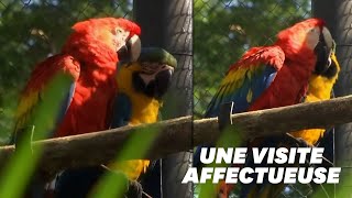 Ce perroquet sauvage rend visite tous les jours à son Roméo du zoo de Rio [upl. by Fen348]