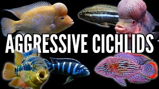 Top 10 Most Aggressive Cichlids [upl. by Carlos]