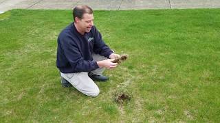 What is Thatch How can it affect your lawn [upl. by Zilevi]