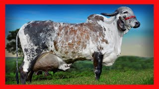 🏆 GYR LECHERO 🔴 DATOS CURIOSOS ✅ Vacas Lecheras cow [upl. by Aicilic]