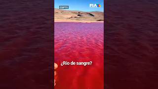 El río Nilo se tiñó ¿de sangre Así las cosas en Egipto El agua muestra un color rojo encendido [upl. by Veats]