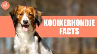 Kooikerhondje Dog Breed 10 Amazing Facts You Must Know [upl. by Lothario]