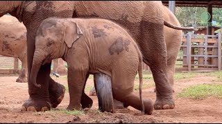 Adorable Playful Baby Elephant Jun  ElephantNews [upl. by Shanta]