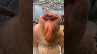 Proboscis monkeys were originally called Nakula Changlong Proboscis Monkeys Come to Changlong and [upl. by Nerrol]