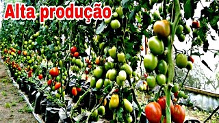 Faça seu pé de tomate produzir 100 [upl. by Esele713]