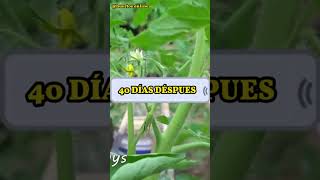 Grandes y Jugosos Tomates Solución para Cultivar shorts [upl. by Nnairahs]