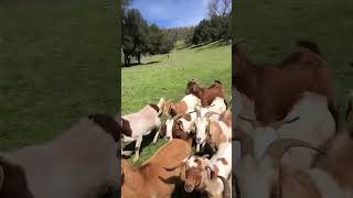 Goats reenact Gandalf’s charge at battle of Helms Deep goat lordoftherings farmlife [upl. by Corrie807]