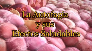 La Autofagia y sus Efectos Saludables [upl. by Nyladnar]