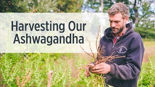 Ashwagandha Root  Growing amp Harvesting on Our Farm  Ayurvedic Herbs [upl. by Suciram473]