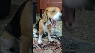 Beagle yawning 🐶😪 [upl. by Rodolph]