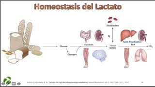 Homeostasis del Lactato [upl. by Naawaj634]