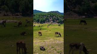 Village life stylecow 🐄villagelife youtubeshorts reels trending [upl. by Latsyrcal197]