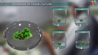 Tissue Culture [upl. by Eednar268]