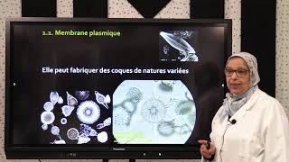 2Biologie des Org Animaux Sous Règne des Protozoaires [upl. by Neelehtak982]