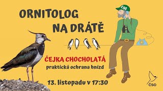 Ornitolog na drátě  čejka chocholatá praktická ochrana hnízd [upl. by Joab]