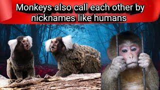 Monkeys also call each other by nicknames like humans [upl. by Nytsua]