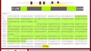 Beta Globin Genetics pt3 [upl. by Tse514]