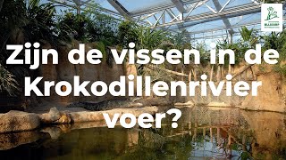 Zijn de vissen in de Krokodillenrivier voer [upl. by Hecht]