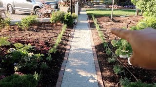 Planting Rows of Lavender 🌿 Garden Answer [upl. by Midis223]