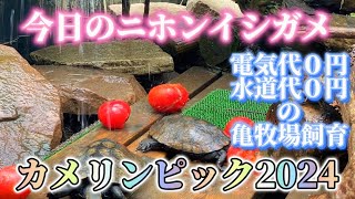 亀の屋外飼育ニホンイシガメ亀庭亀牧場セマルハコガメミツユビハコガメガルフコーストハコガメturtlepondJapanesepondturtle mauremysjaponica [upl. by Anrahc626]