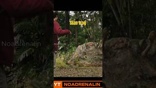 giant toad attack movieclips shortvideo [upl. by Eelik]