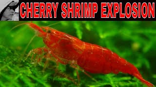 CHERRY SHRIMP EXPLOSION [upl. by Aem]