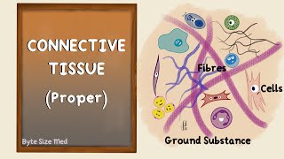 Connective Tissue  Connective Tissue Proper  Body Tissues  Human Histology [upl. by Tierza]