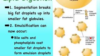 DigSys N Absorption of Lipids [upl. by Assenar576]