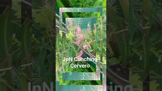 JnN Conching Cervero Barugo Leyte charitolomboy6807 [upl. by Akialam]