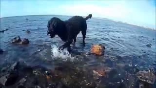 Portuguese Water Dog by The Beach  Barking  Swim  Sounds  Temperament  Lucia the PWD [upl. by Riffle661]