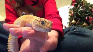 Leopard Gecko Making Sounds When Being Handled [upl. by Enra]