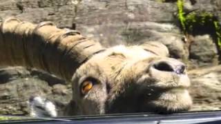 Animal encounters at Omega Park in Montebello Québec Canada [upl. by Dorise]