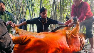 Local pig 🐖 250 kg  cutting village style  Dharane kalo bangur [upl. by Eiresed]