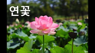 연 연꽃Indian lotus [upl. by Llewej]