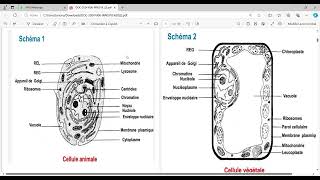 biologie cellulaire s1 BCG Partie 1 [upl. by Rodmun]